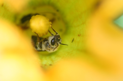 Squash bee inside a blossom